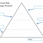 Blank Food Web Template