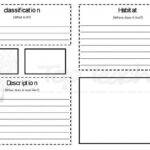 Animal Report Template 5th Grade