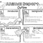 Animal Report Template 5th Grade